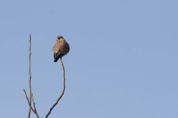 Kestrel comum — Fotografia de Stock