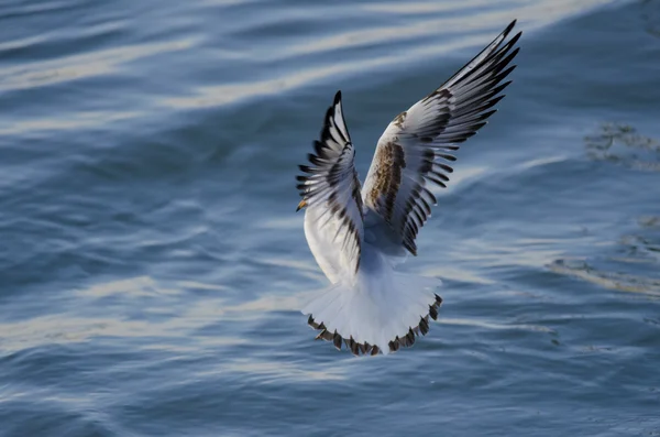 Zwarte headed gull — Stockfoto