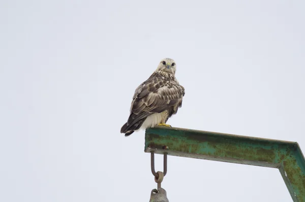 Rozzo avvoltoio con le gambe — Foto Stock