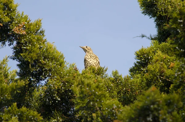 fieldfare