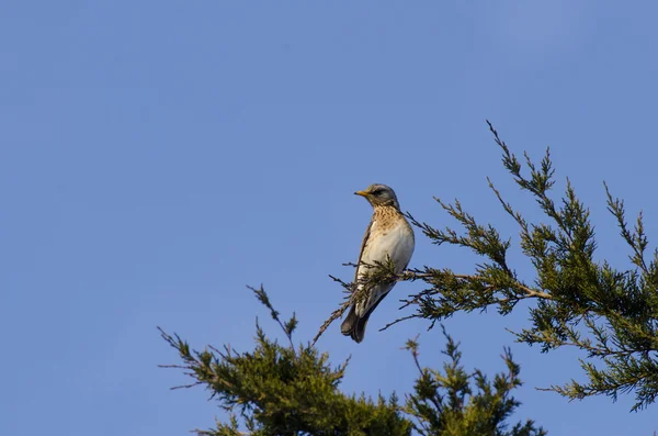 Fieldfare — Stock Photo, Image