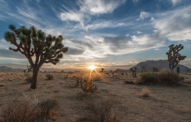 Joshua tree national park gündoğumu