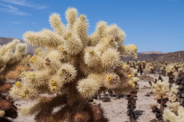 Cholla Cactus — Stock Photo, Image