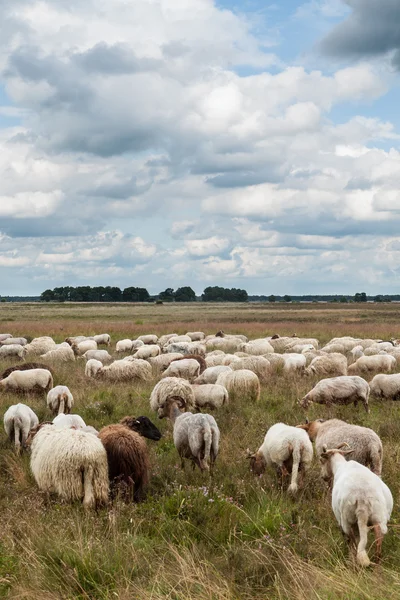 Flock of grazing sheep