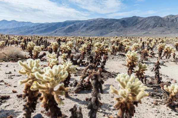 Cholla кактус в пустелі — стокове фото