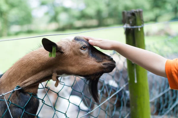 Boy petting a goat — Stock Photo, Image