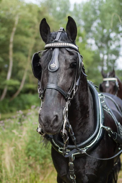 Portrait of a Dutch royal black horse Stock Picture