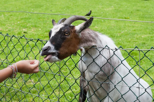 Child feeding a goat Stock Photo