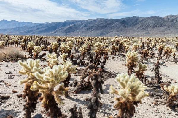 Cholla Cactus in the desert Stock Image
