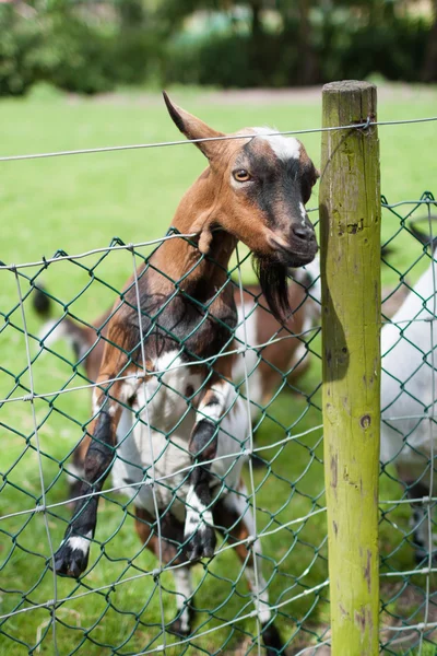 Young goat behind a gate Stock Picture