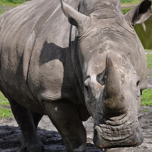 A portrait of a white rhinoceros — Stock Photo, Image