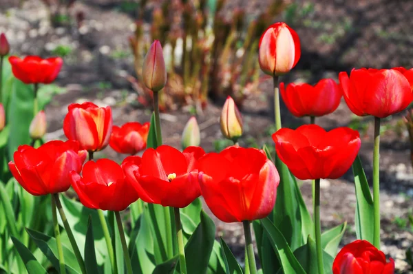 Beautiful red tulips — Stock Photo, Image