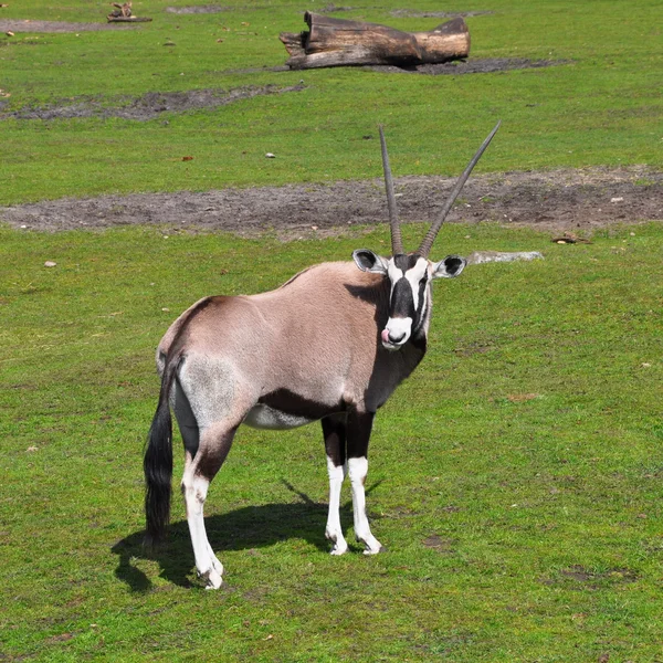 Antilope Gemsbok nello zoo Givskud, Danimarca — Foto Stock