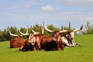Watusi cows in the Givskud Zoo, Denmark clipart