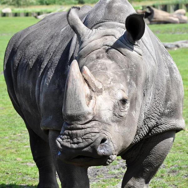 A portrait of a white rhinoceros — Stock Photo, Image