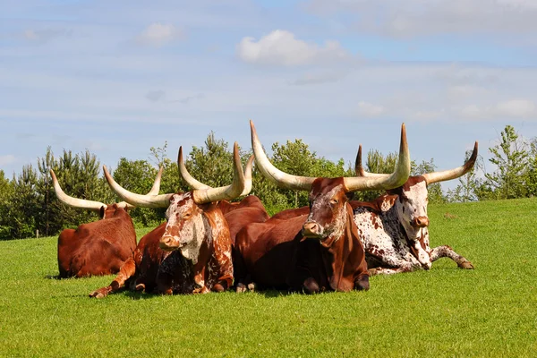 周辺地域の観光の動物園、デンマークで watusi 牛 — ストック写真