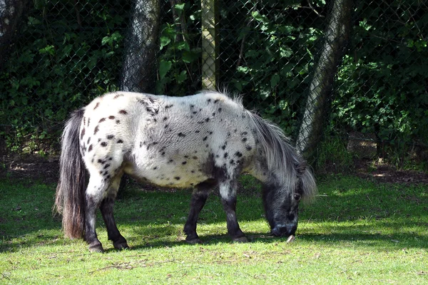 Pony de pastoreo en el zoológico de Givskud, Dinamarca Imágenes de stock libres de derechos