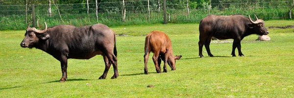 Twee volwassen Kafferbuffel en kalf — Stockfoto