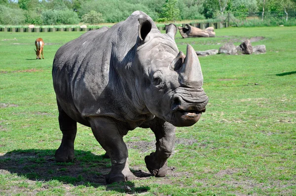 Portrait d'un rhinocéros blanc — Photo