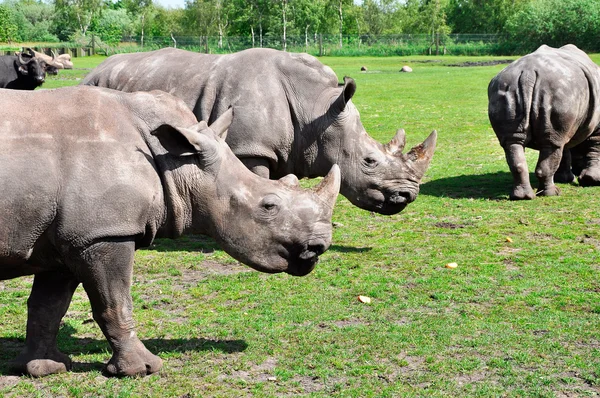 Groupe d'un rhinocéros blanc — Photo