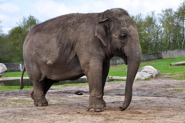 周辺地域の観光の動物園、デンマークにおけるアジアゾウ — ストック写真