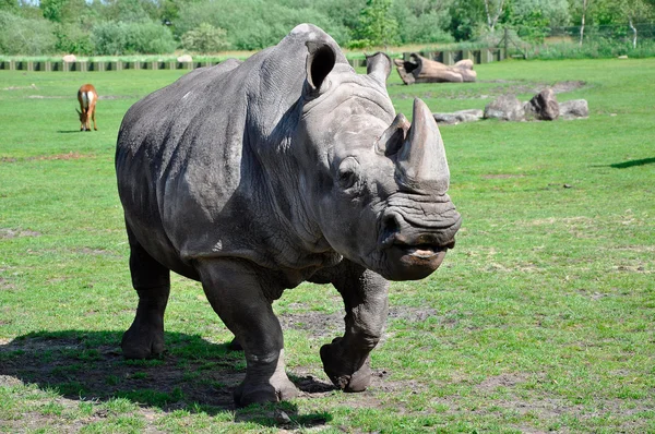 Un retrato de un rinoceronte blanco Fotos de stock