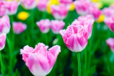 güzel bahar çiçekleri. arka plan ile pembe laleler