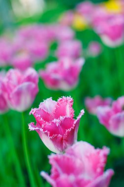 güzel bahar çiçekleri. arka plan ile pembe laleler