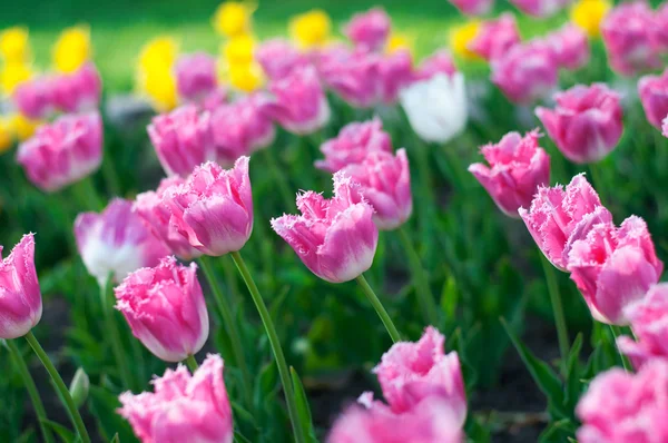 美しい春の花。背景にピンクのチューリップ — ストック写真