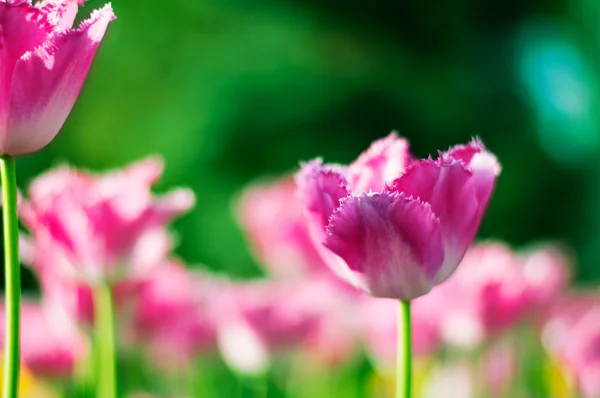 美しい春の花。背景にピンクのチューリップ — ストック写真