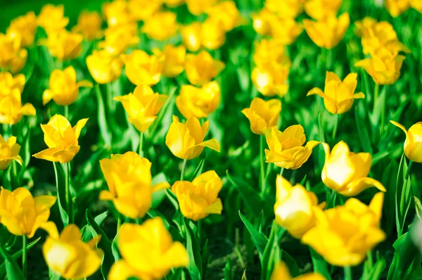 Een heleboel gele tulpen op een flowerbed in een park — Stockfoto