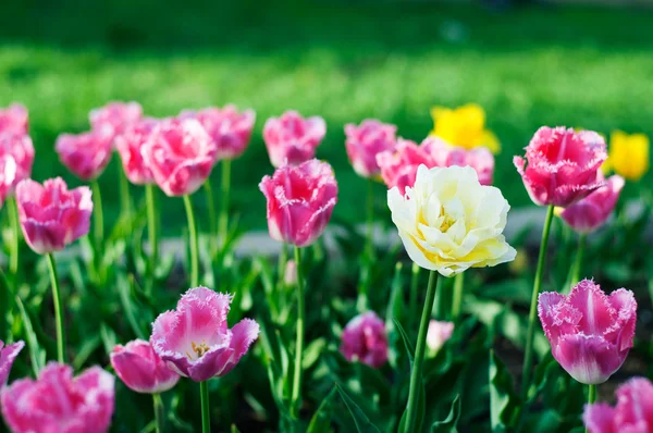 Beautiful spring flowers. Tulips in the park — Stock Photo, Image