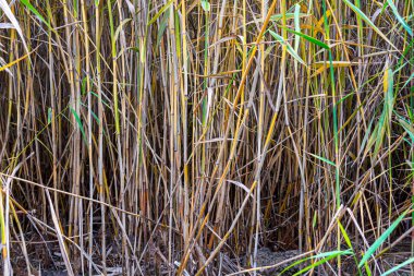 Rezervuarın kıyısındaki sazlıkların kökleri. Yakın plan. Soyut arkaplan.