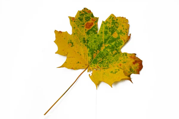 Kleurrijke Herfst Esdoorn Blad Geïsoleerd Witte Achtergrond — Stockfoto