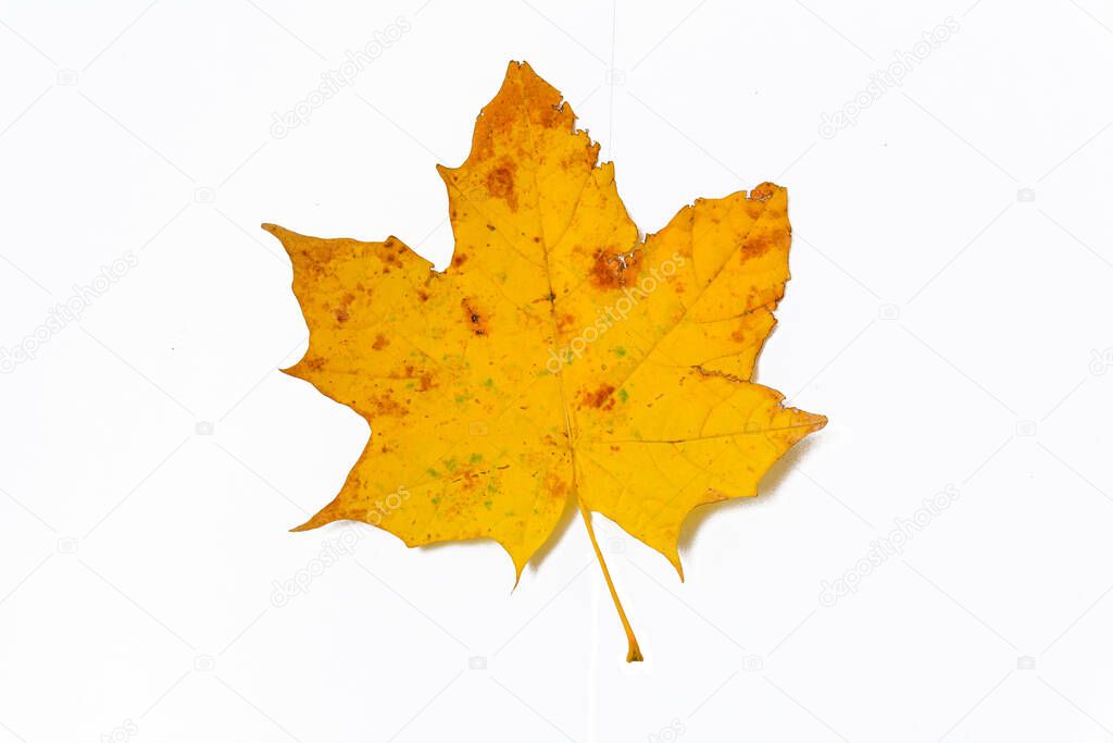 Close-up - yellow maple leaf with round spots. Concept before and after processing plants. On white isolated background