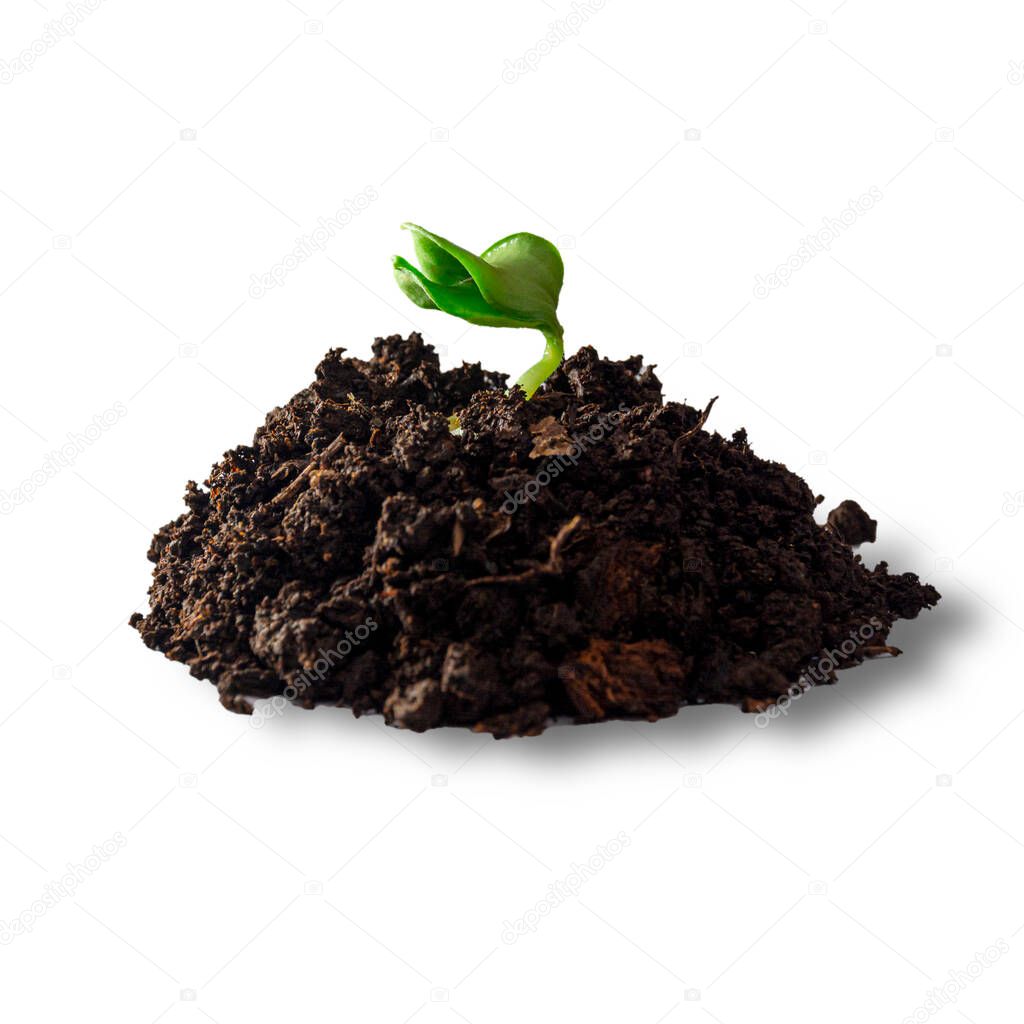 Heap dirt with a green plant sprout isolated on white background. selective focus.