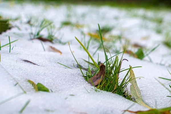 Des Taches Vertes Herbe Sous Neige Fondent Printemps Première Neige — Photo