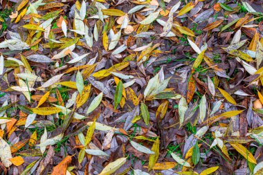 Sonbahar mevsimi yapraklarının arka planı ya da dokusu. Yerde bir sürü söğüt yaprağı var. Sonbahar arkaplanı.