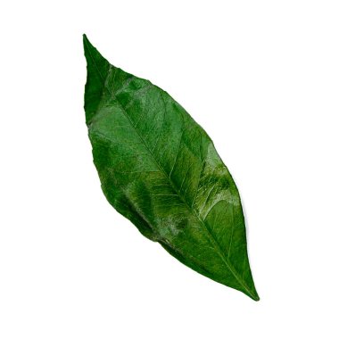 Beyaz arka planda yalıtılmış turunç yaprağı. Proje ve tasarım için nesne