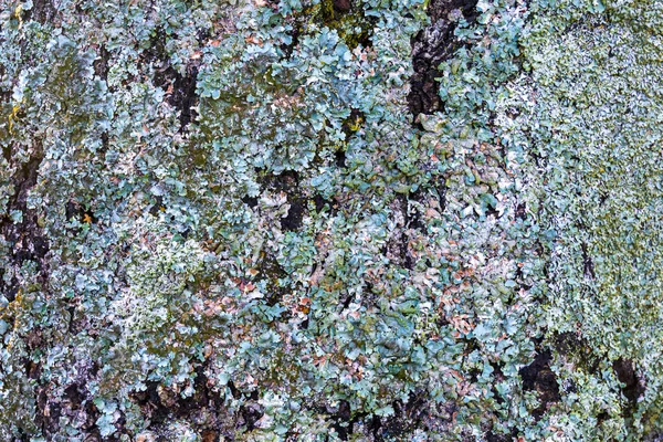 苔藓的质感莫斯的背景 绿色苔藓 — 图库照片