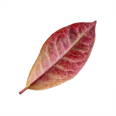 Esnek burgundy renginde ficus yaprakları kırpma yolu ile beyaz arkaplanda izole
