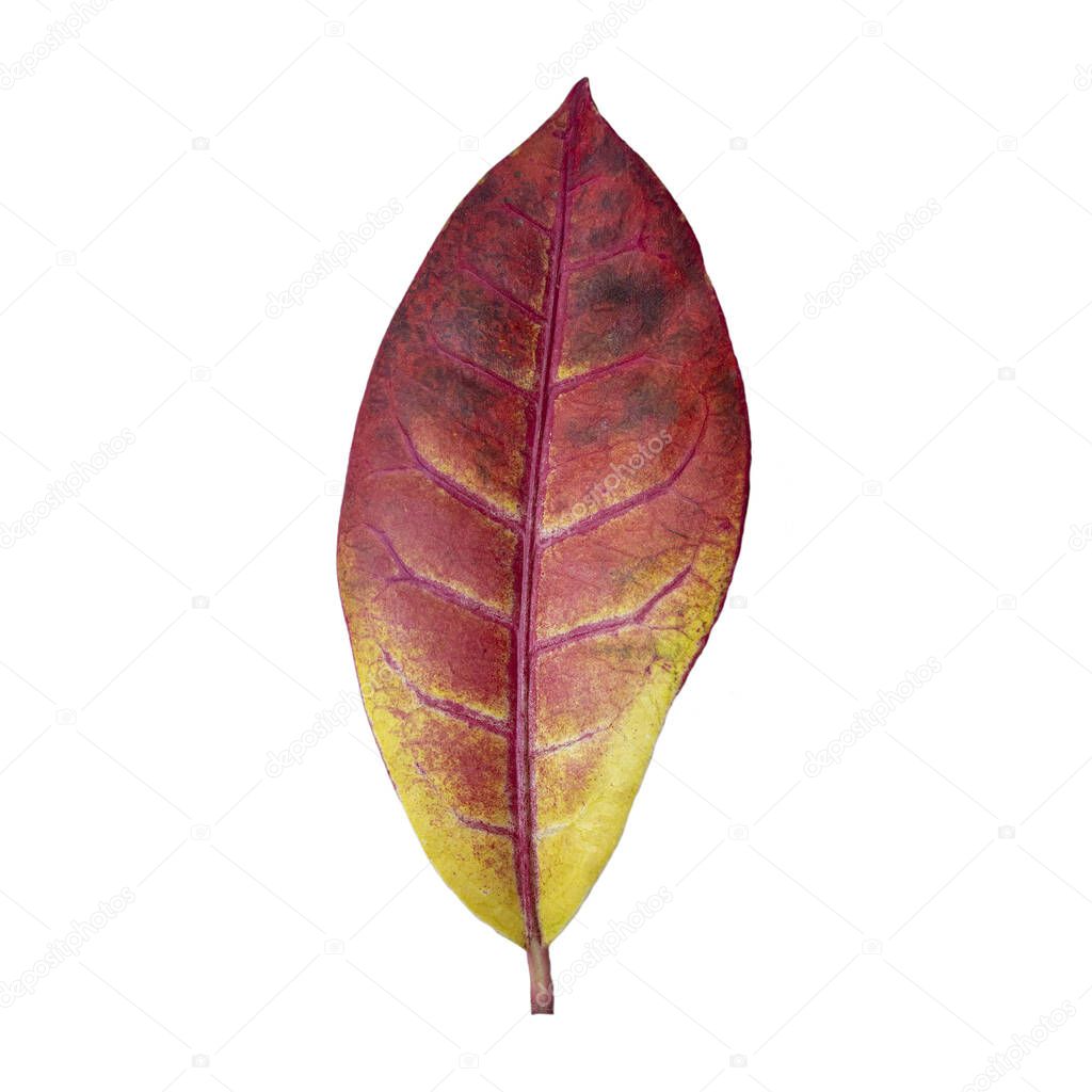 Ficus leaves of elastic burgundy color isolated on white background with clipping path