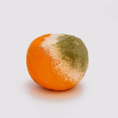 Beyaz arka planda mavi mandalina ve taze mandalina. Tabakta küflü mandalina. Yeşil küflü limon. kouflenmis limonu