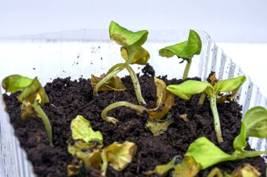 Kurumuş filizler. Hastalıklı bir bitkinin evde yetiştirilmesi. Tencerede yetişen bitkiler ölüyor..