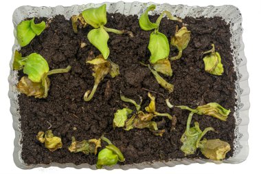 Kurumuş filizler. Hastalıklı bir bitkinin evde yetiştirilmesi. Tencerede büyüyen bitkiler ölür. Yukarıdan görüntüle.