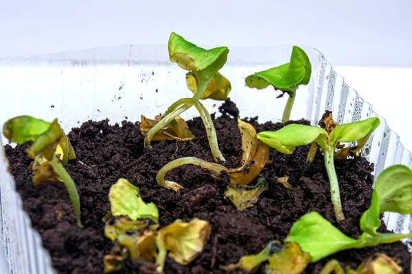 Brotes Marchitos Cultivo Casero Una Planta Enferma Las Plántulas Hierbas —  Fotos de Stock