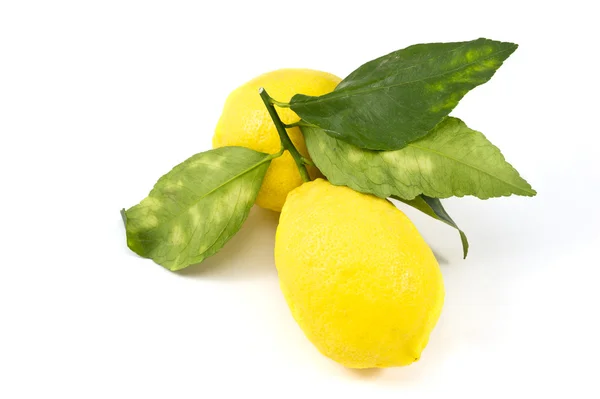 新鲜生物柠檬 — 图库照片
