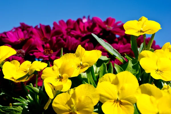 Spring primulas and colorful flower — Stock Photo, Image