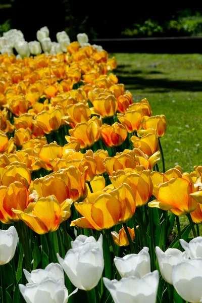 Colorful tulips — Stock Photo, Image