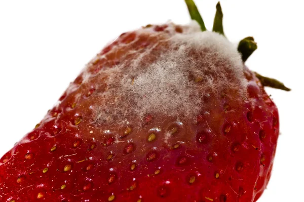 Strawberry with mold fungus, no suitable for consumption — Stock Photo, Image